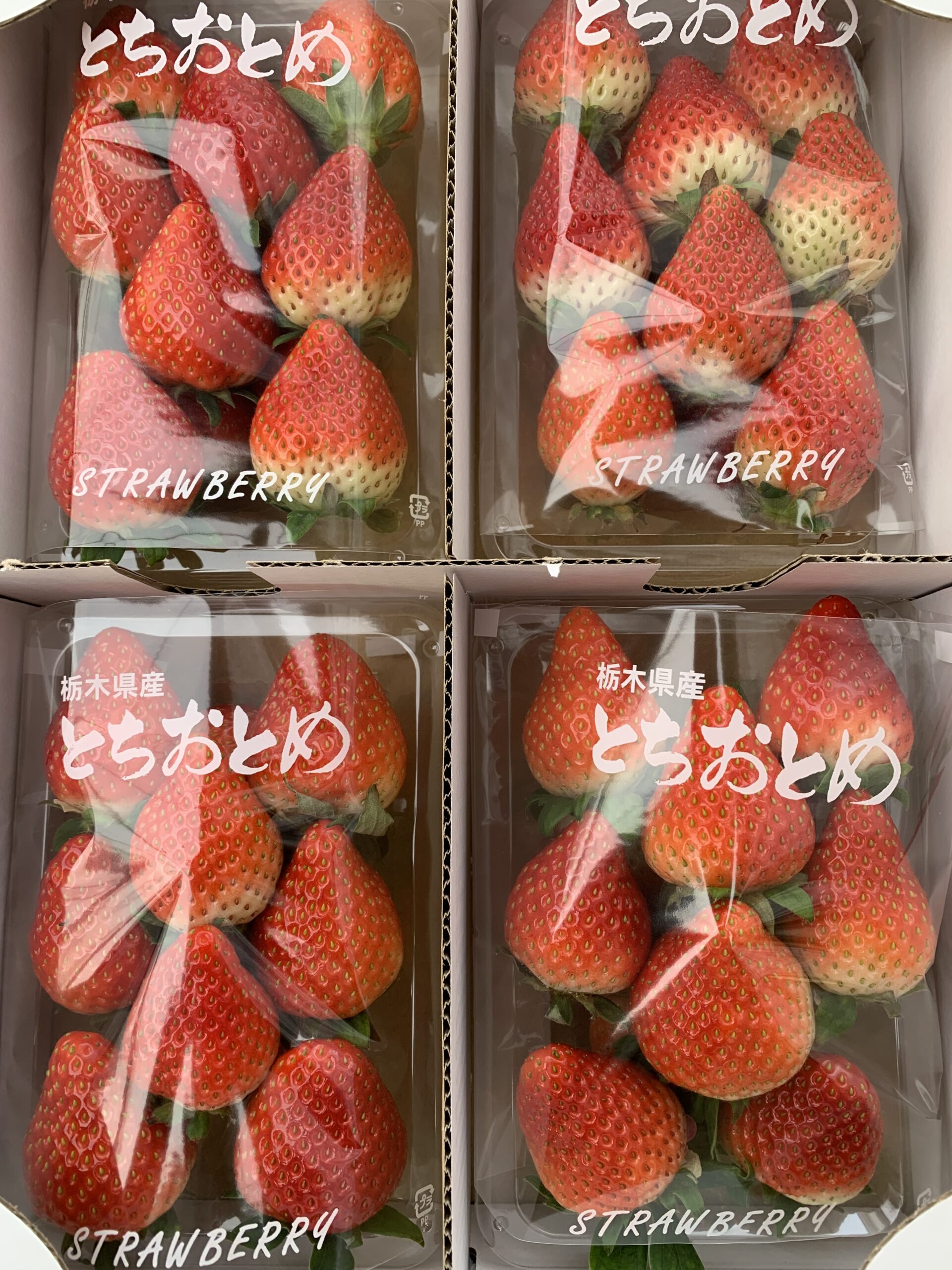とちおとめ出品 IMG_4554-scaled.jpg